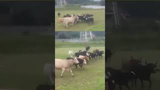 Οι ποδοσφαιριστές απομακρύνθηκαν τρομαγμένοι από το γήπεδο, όταν αντίκρισαν τις αγελάδες