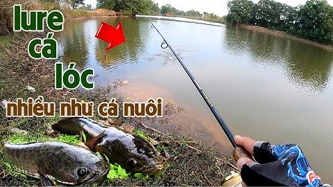 Câu Lure Cá Lóc ✅ Khúc Ao Cạn Cá Nhiều Như Cá Nuôi | Tâm Râu Vlog #210