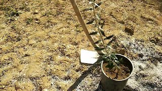 Como plantar un olivo en el terreno