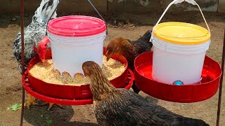 Súper Idea ｜ 🐔🐤🐓 Asi debes alimentar a tus gallinas gallos y pollitos para que esten felices