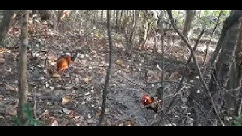 cuab qaib qus mag zoo heev