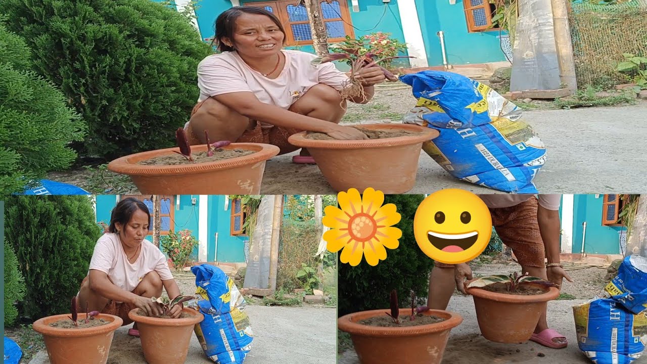 How To Put Plants In Big Pots How To Put Plants In Big Pots