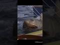 Shark in JAWS 2 short Cristian Lawal.