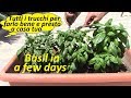 Basilico FANTASTICO  e Pesto FAVOLOSO ,tutti i trucchi per farlo velocemente a casa-An amazing BASIL