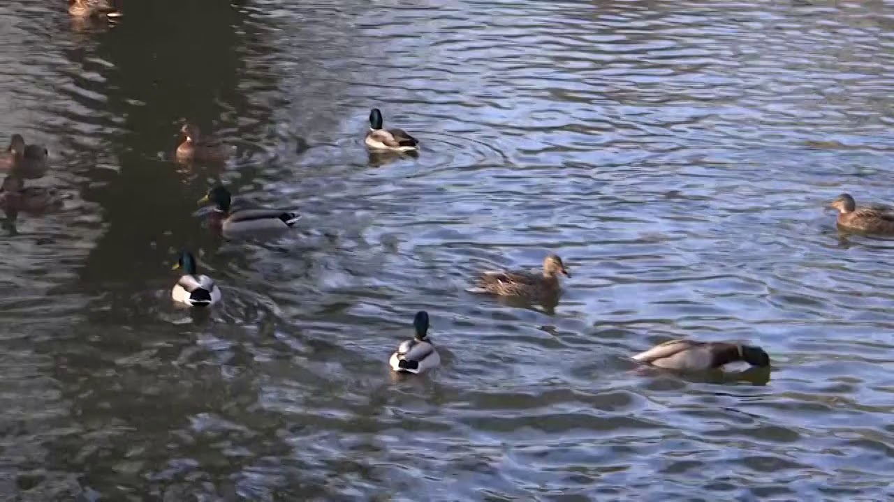 Утки на пруду - YouTube