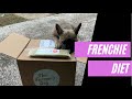 My French Bulldog Diet (Frenchie &amp; Yorkie)