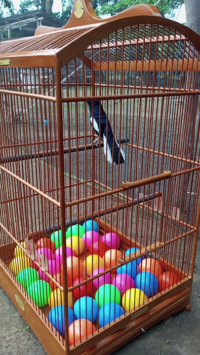 PALING DICARI KICAU MANIA SUARA BURUNG SEPERTI INI PANCINGAN CEPAT NGEPLONG