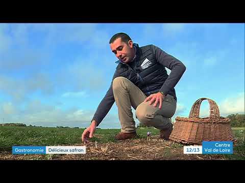 Gastronomie : récolte