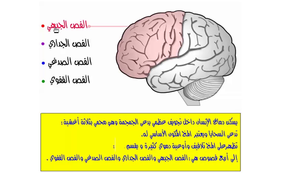 فلاش تعليمي سريع للسنة الرابعة متوسط | فصوص المخ
