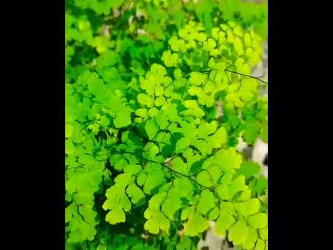 Maidenhair fern/Adiantum plant's🌿