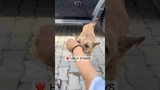 One Kind Act Can Save a Life 🥹 #germanshepherd #dogshorts #dogvideos #kindness #fyp #dog #streetdog