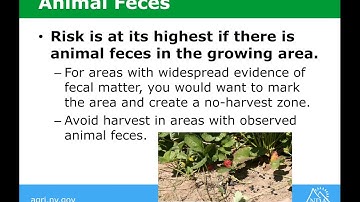 NDA Lunch & Learn Session - Animal Intrusion, September 2021