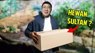 HOKI ! DAPET HEWAN 1 MILYAR GRATISSSSS | TOKEK RUMAH - TOKAY GECKO