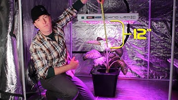 How Far Should Your Grow Light Be From Your Plants? Kind LED Grow Lights