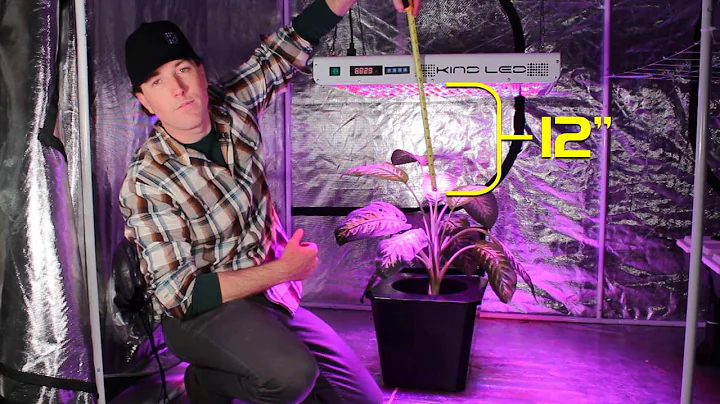 How Far Should Your Grow Light Be From Your Plants? Kind LED Grow Lights