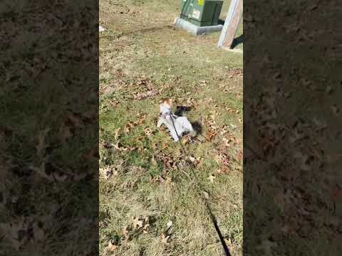 Marlo Loving The Sunshine And Rolling In The Grass 