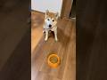 もっし〜　柴犬タロウ #柴犬 #柴プー #しばわんこ #shibainu