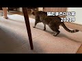猫たまきの日常2023.9