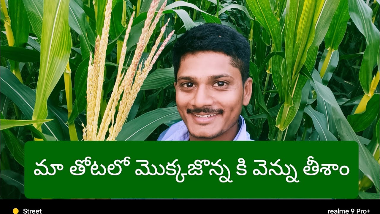 మొక్కజొన్న తోటలో వెన్ను తీయించాము ఫుల్ డిటైల్స్ చూడండి #మొక్కజొన్న #maize #farming 