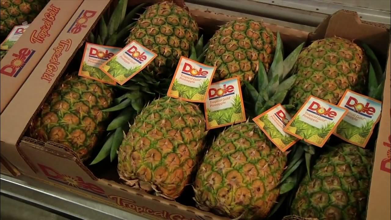 Packing Pineapples (by DOLE) YouTube