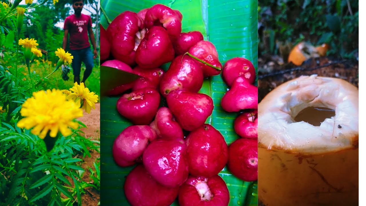 pineapple pickle/Rose Apple/king coconut🤩😋/crazy life in the village