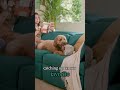 Pet-Friendly Home Inspiration With Joybird