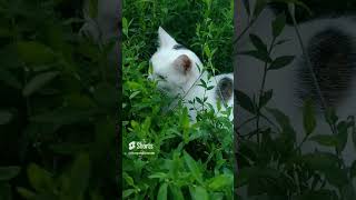 Musik is lurking in the grass  #funnyanimals #cat #cats