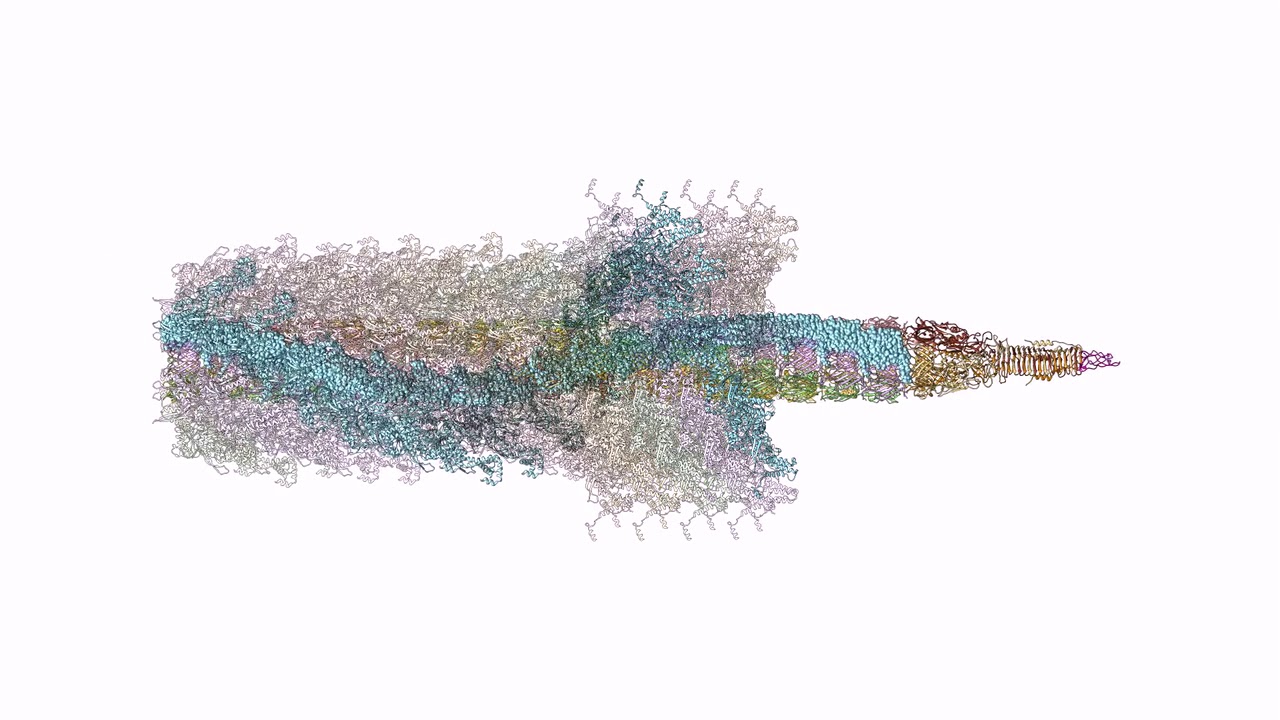 Bacterial nanosized speargun