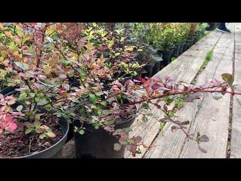 Video: Barberry 