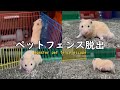 ハムスター巨大ペットサークル広場【行動検証】ゴールデンハムスターキンクマ