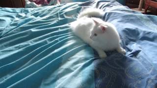 Shira helps making the bed ~ Angora cat