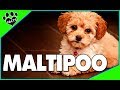 Maltipoo Dogs 101 Maltese Poodle Designer Dog Mix