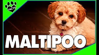 Maltipoo Facts and Information  Poodle Maltese Mix  Dogs 101