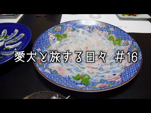 愛犬と三河湾に浮かぶ離島の日間賀島へ行ってきた❗️｜ペットと泊まれる宿​・フグ