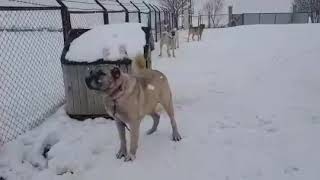 Hüseyi̇n Yildiz Abi̇mi̇zi̇n Kangallari Ve Kar Seci̇nçleri̇ , Mutluluklari - Si̇vas Merakum Da