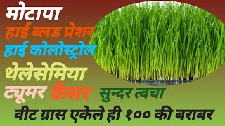 Benefits of Wheat Grass - Hindi | मानव स्वास्थ्य में व्हीटग्रास के लाभ