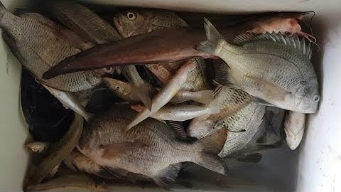 vô mùa câu cá tráp (cá hanh) | cá ngát |câu cá nước lợ .