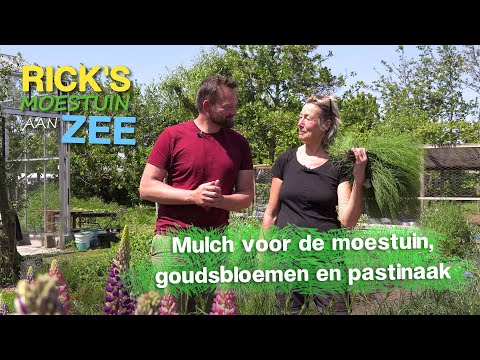 Video: Hoe houd ik termieten uit mijn mulch?