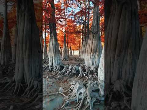 Wideo: Cypress jezioro w Anapa