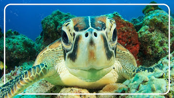 The Secret Life Of Sea Turtles | Preventing Extinction