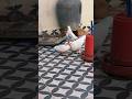 🤩 Hamara shok hai janab kabutar ka #viral #pigeon #kabootarba #shortsfeed