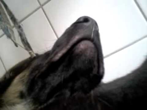 Video: Is Het Normaal Dat Honden Snurken?