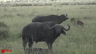 Amazing Buffalo Save Her Baby From Hyena | Hyena Hunting Fail