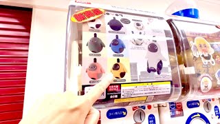 【ガチャ活】500円多め中身の見えないガチャガチャ39連