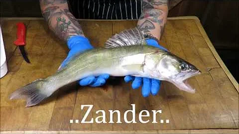 How To Prepare And Cook A Zander. Doom Bar Battere...