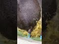 カバの撒き糞尿