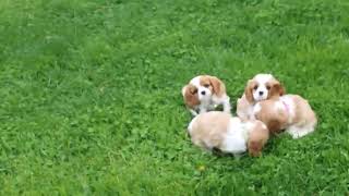 Cavalier King Charles Spaniel Puppies For Sale