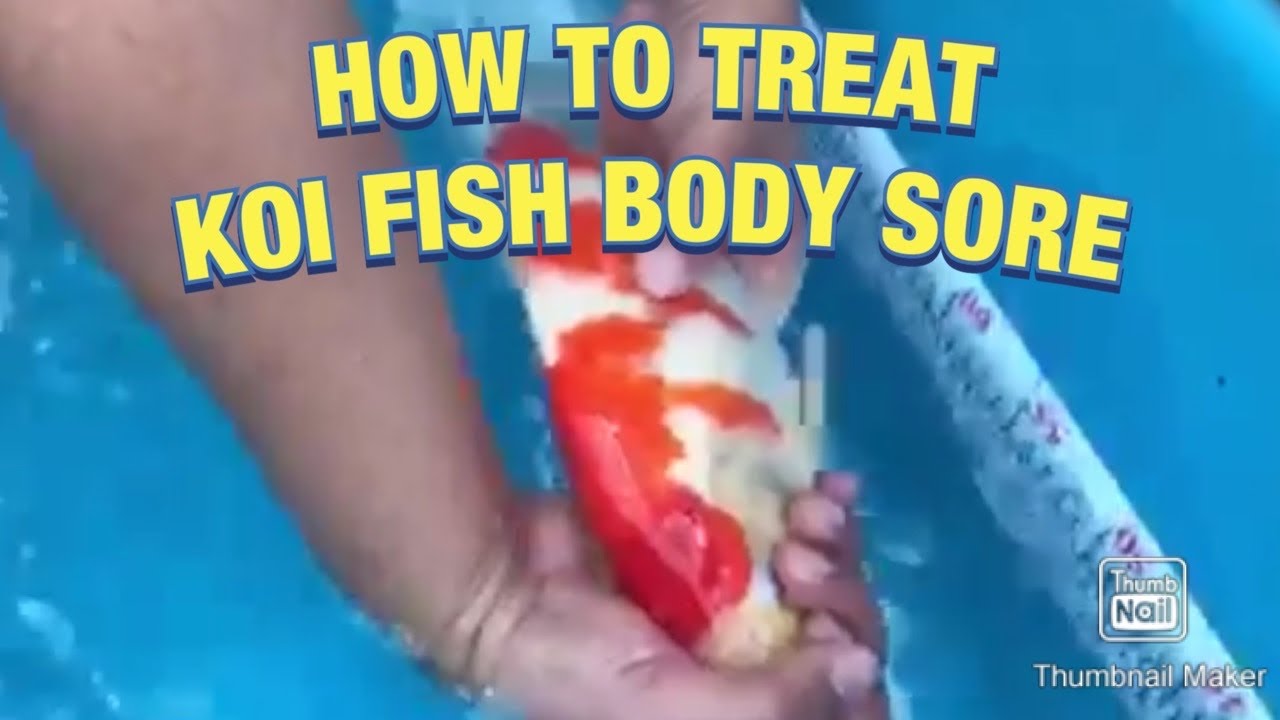 How to treat koi fish body sore YouTube
