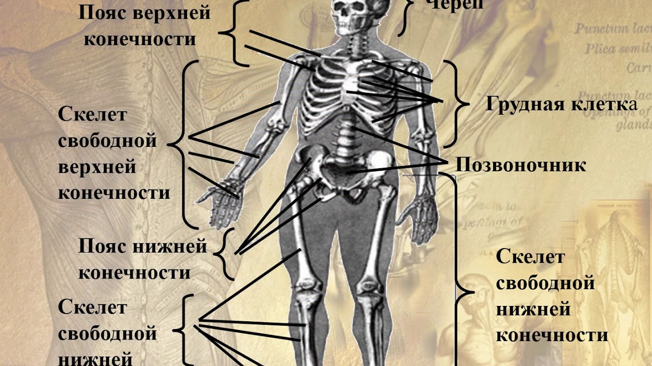 Подпишите отделы скелета. Опорно двигательная система отделы скелета. Опорно двигательная система основные части скелета. Система костей человека скелет. Опорно-двигательная система (скелет,конечности,череп).