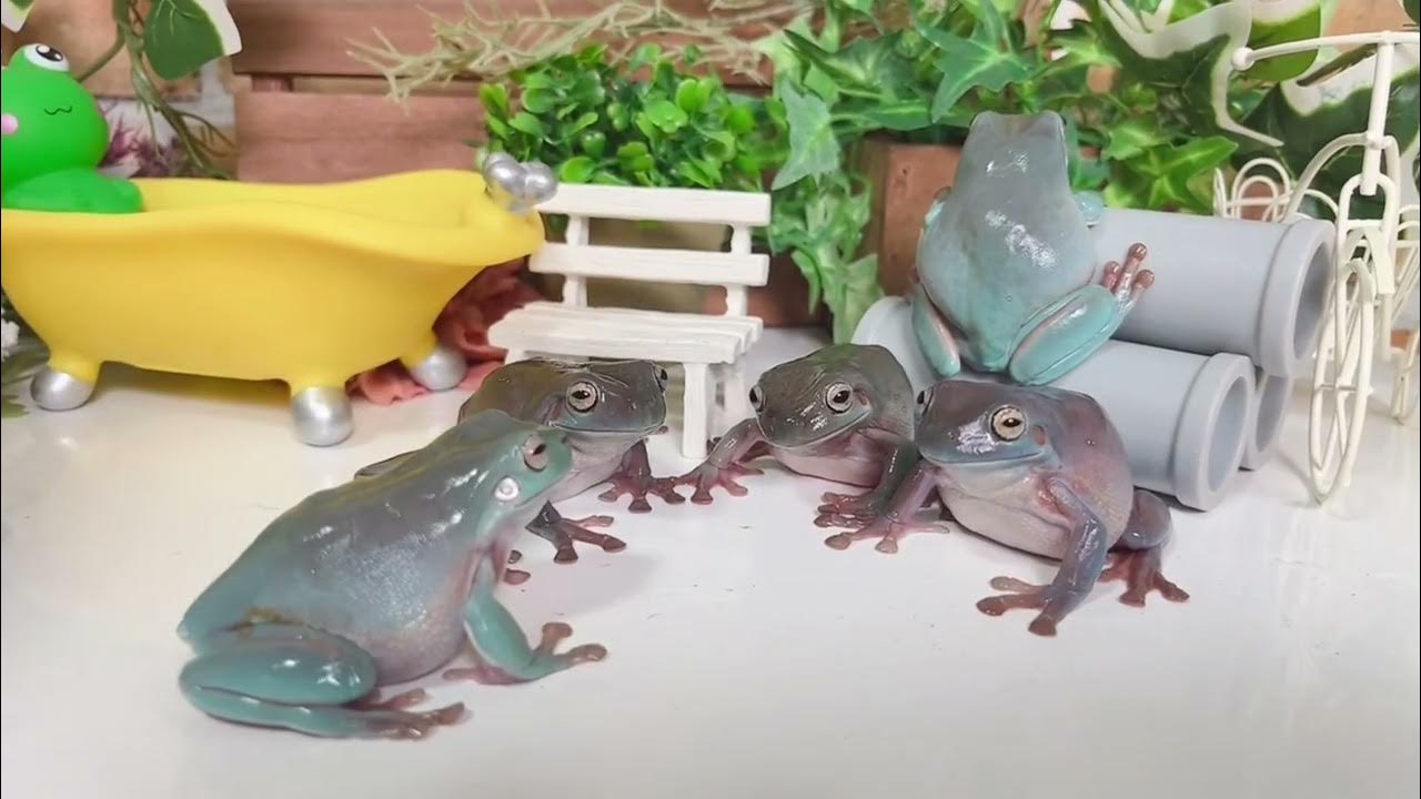 The frogs are wonderful in their displays of affection. whites tree